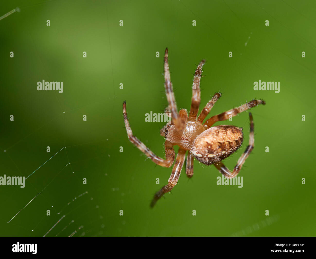 Lesser Garden Spider at its web Stock Photo - Alamy