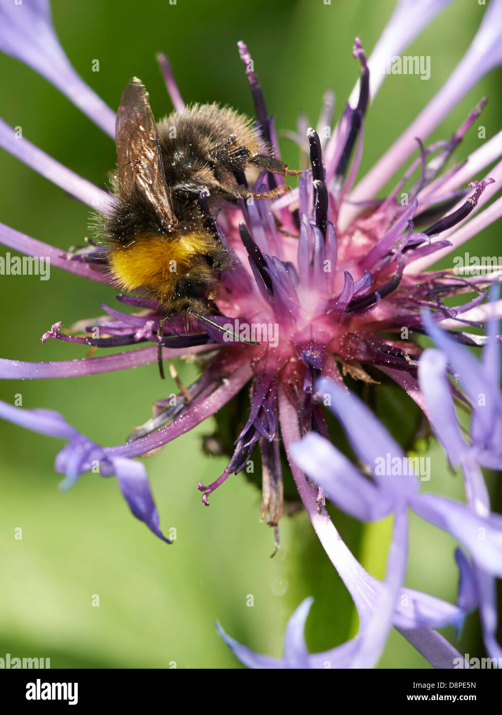 Early Bumblebee feeding on Cornflower plant Stock Photo Alamy
