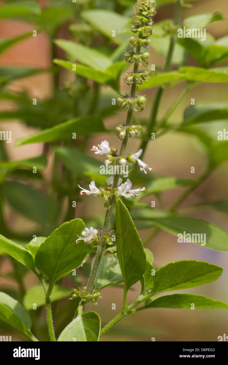 Basil (Ocimum basilicum) plant in bloom Stock Photo Alamy
