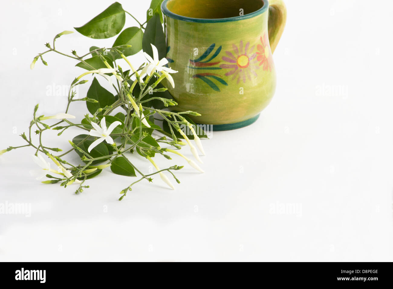 Jasminum Azoricum plant and flowers on white background Stock Photo