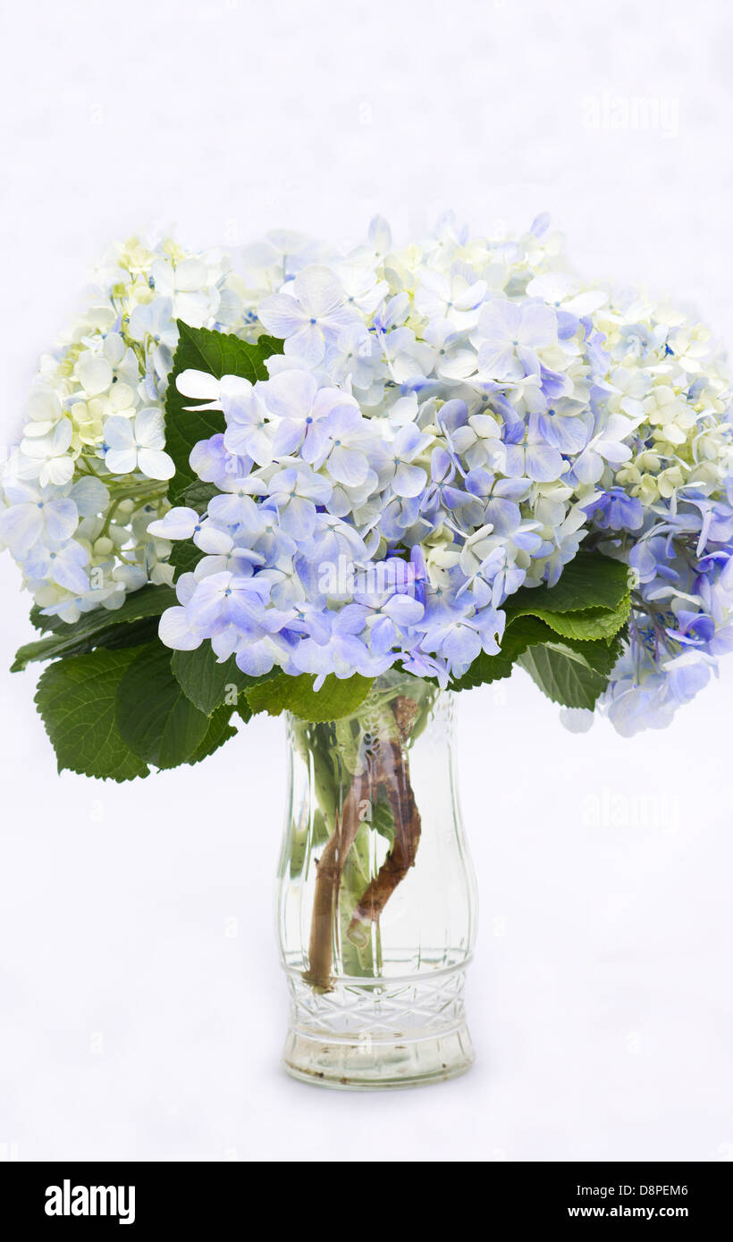 Blue hydrangeas in a vase on white background Stock Photo - Alamy