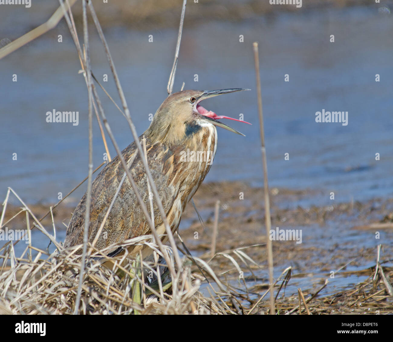 Sandhill Cranes Study Lake Wingra As >> Madison Wisconsin Stock Photos Madison Wisconsin Stock Images Alamy Sandhill Cranes Study Lake Wingra As >> Madison Wisconsin Stock Photos Madison Wisconsin Stock Images Alamy