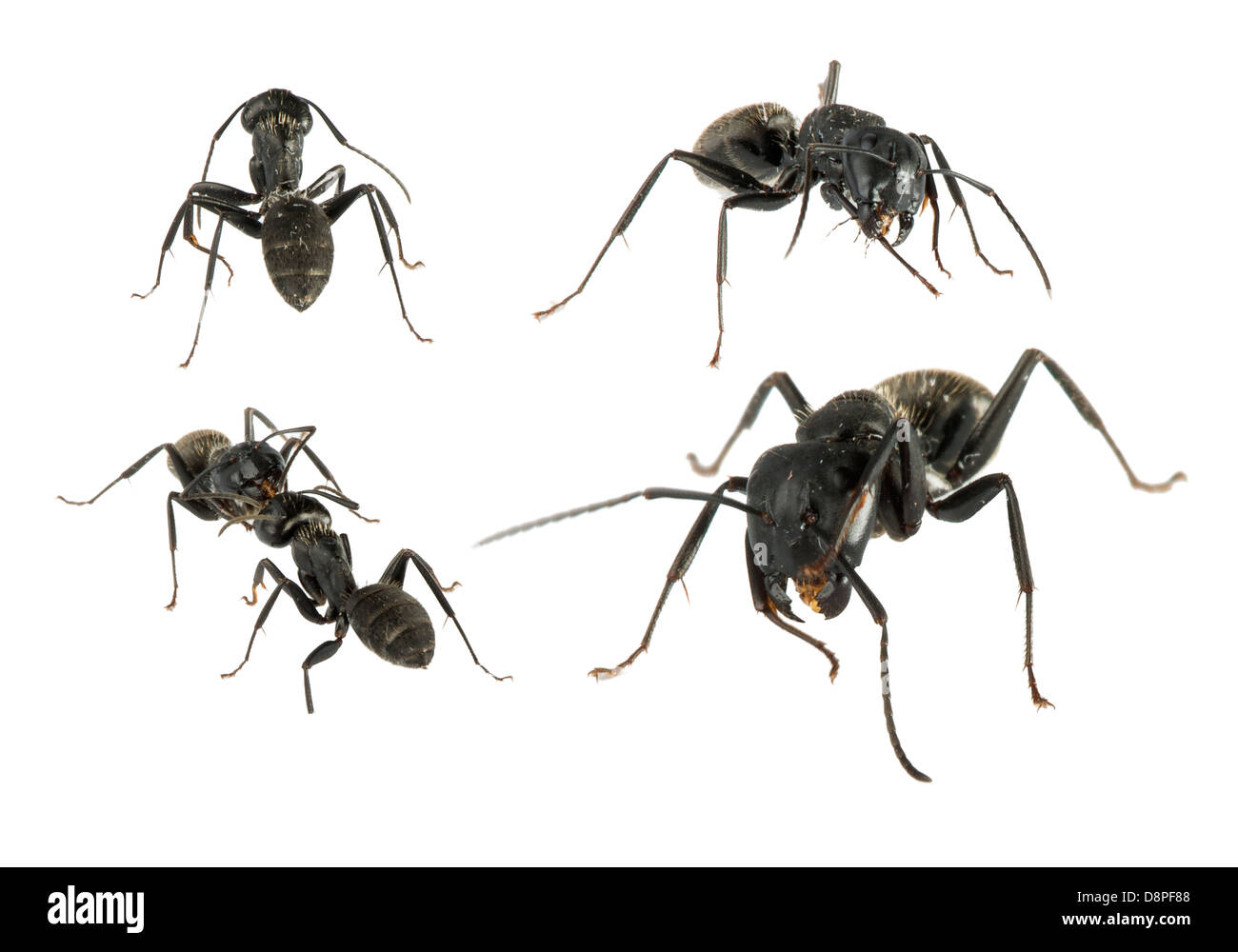 Black Ants white isolated studio shot Stock Photo - Alamy