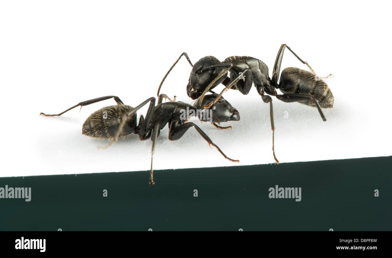 Black Ants white isolated studio shot Stock Photo