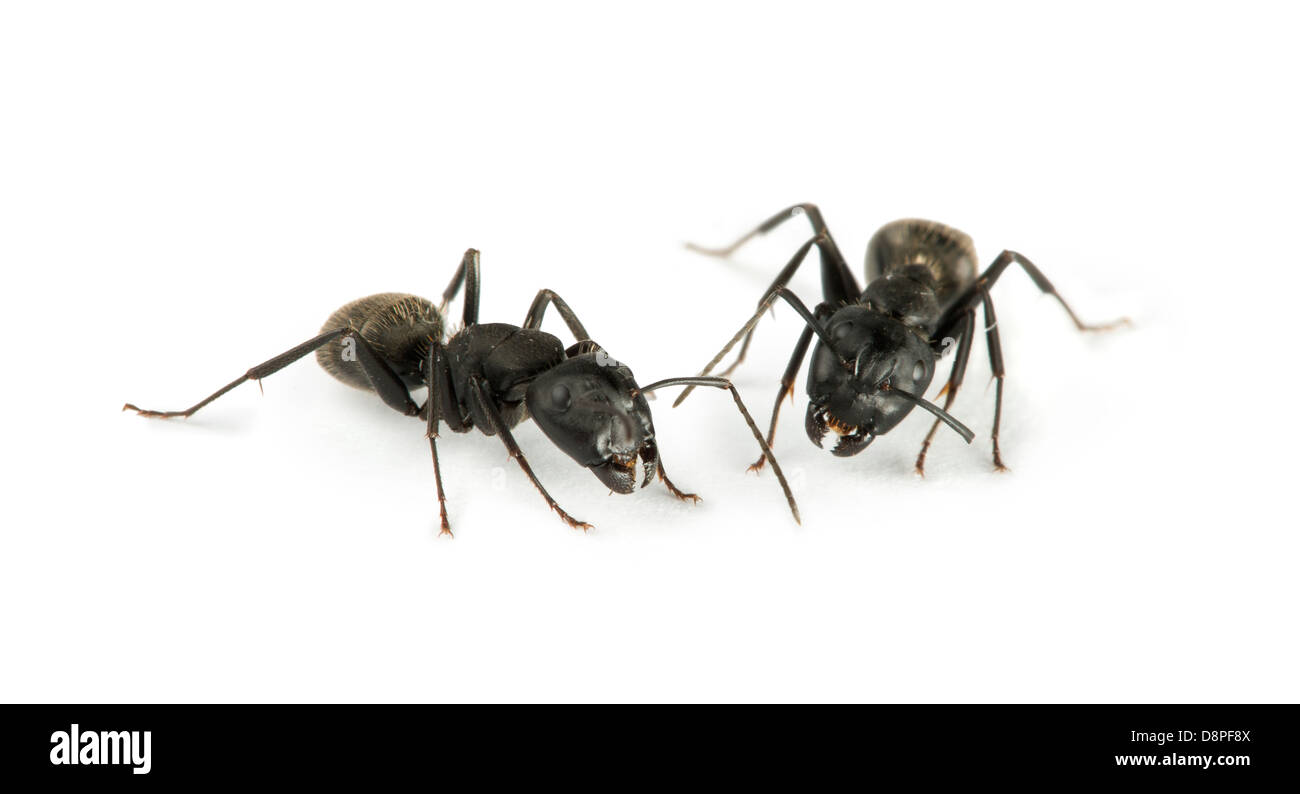 Black Ants white isolated studio shot Stock Photo