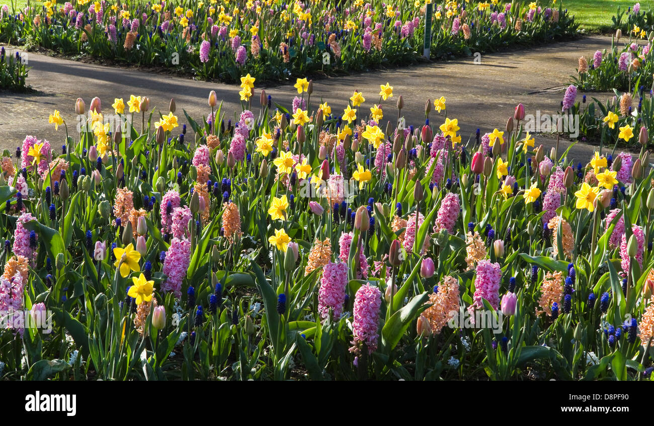 Daffodils and grape hyacinths hires stock photography and images Alamy