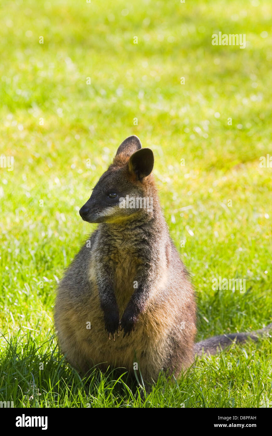 Cute little Swamp- or Black Wallaby on grassland Stock Photo - Alamy