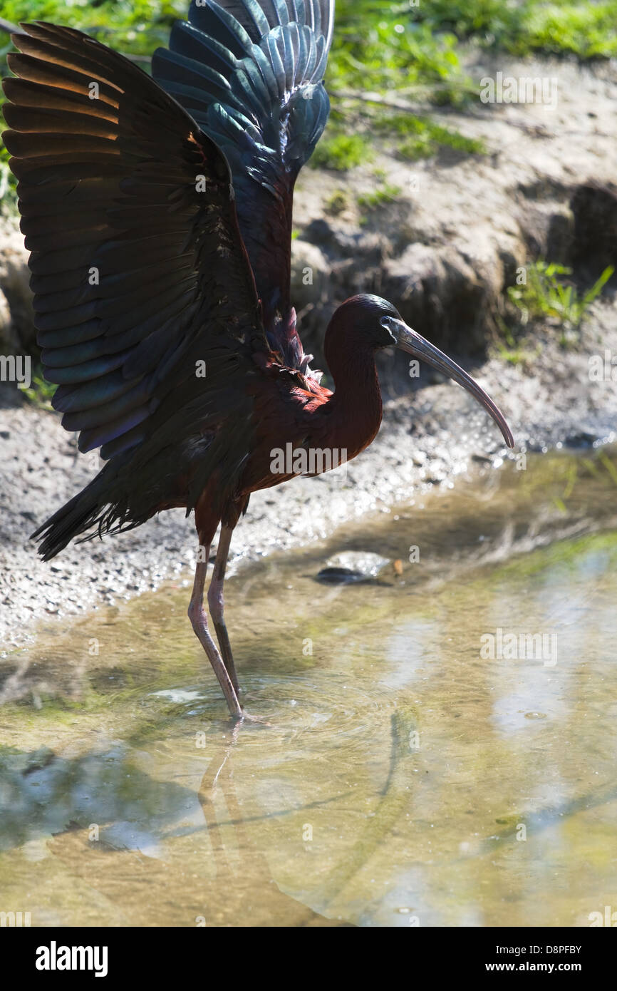 Glossy Ibis or Plegadis falcinellus spreading wings in sunshine at the waterside Stock Photo