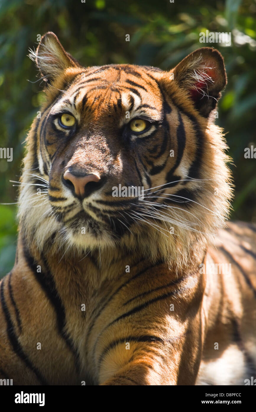 Portrait of Bengal-, Asian tiger or Panthera tigris in morning sun Stock Photo