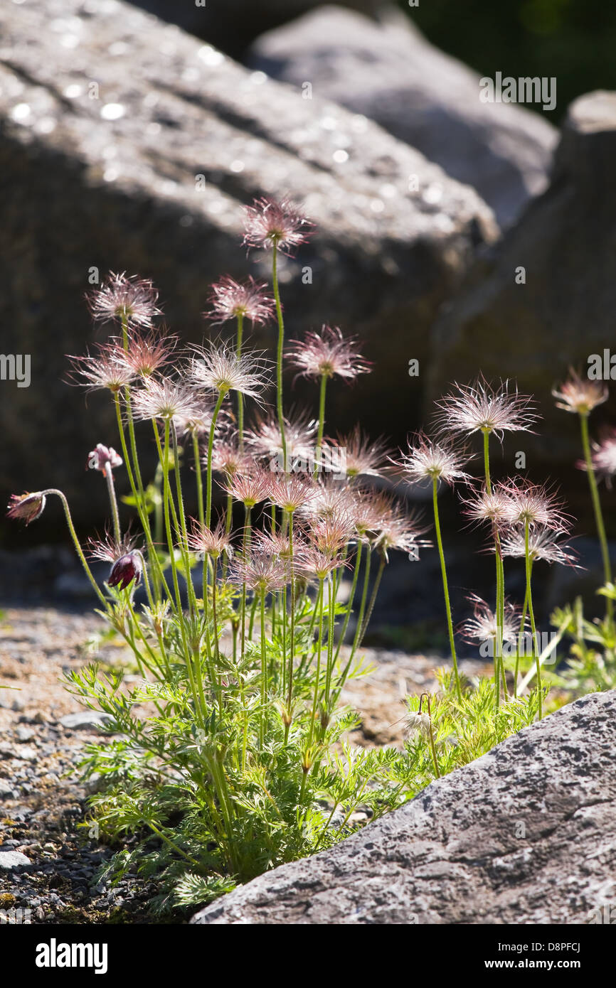 Pasque flowers or Pulsatilla with decorative silky seed heads in spring Stock Photo