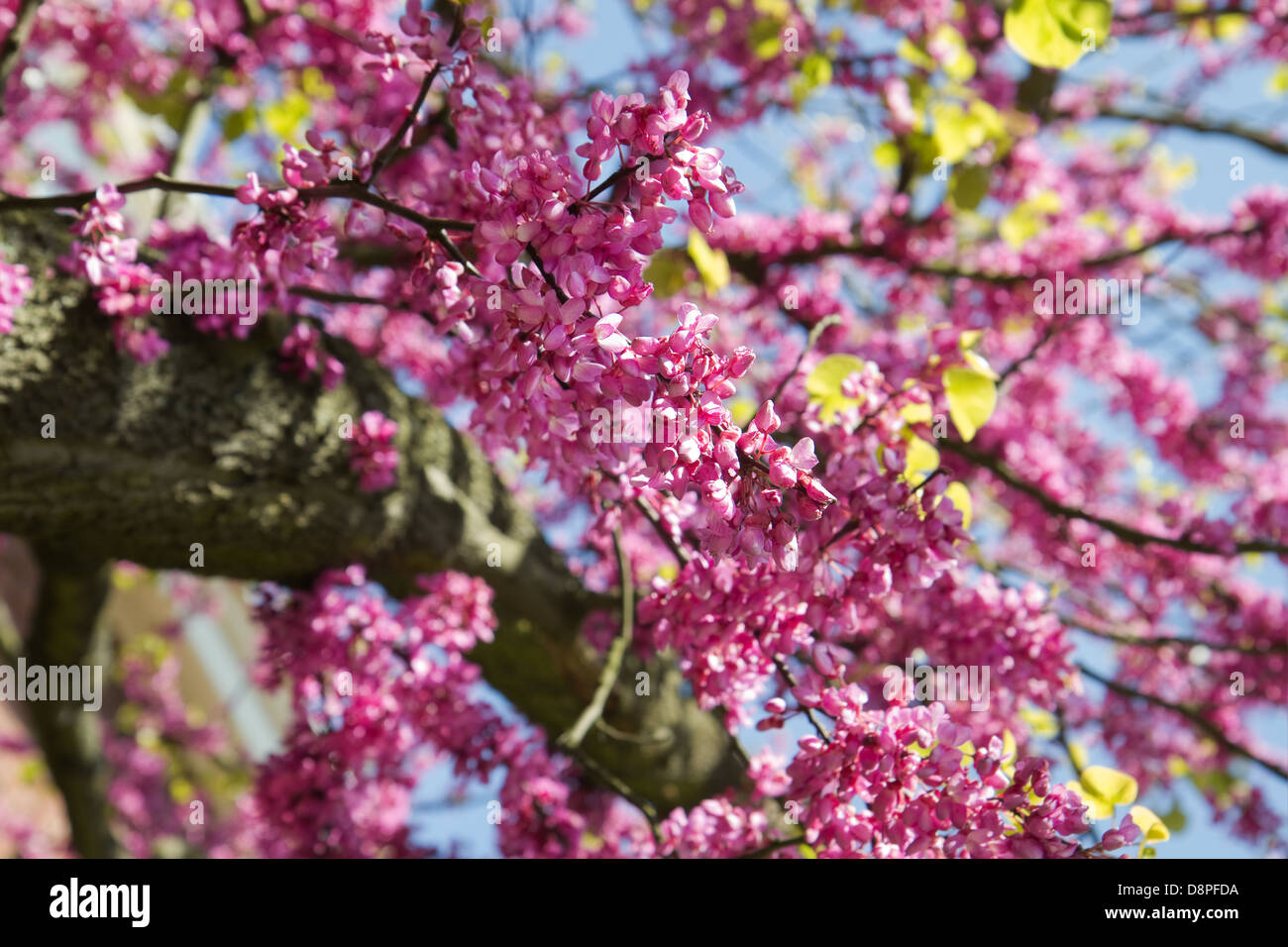 Pink Blooming branches of Judas tree or Cercis siliquastrum with blue sky Stock Photo