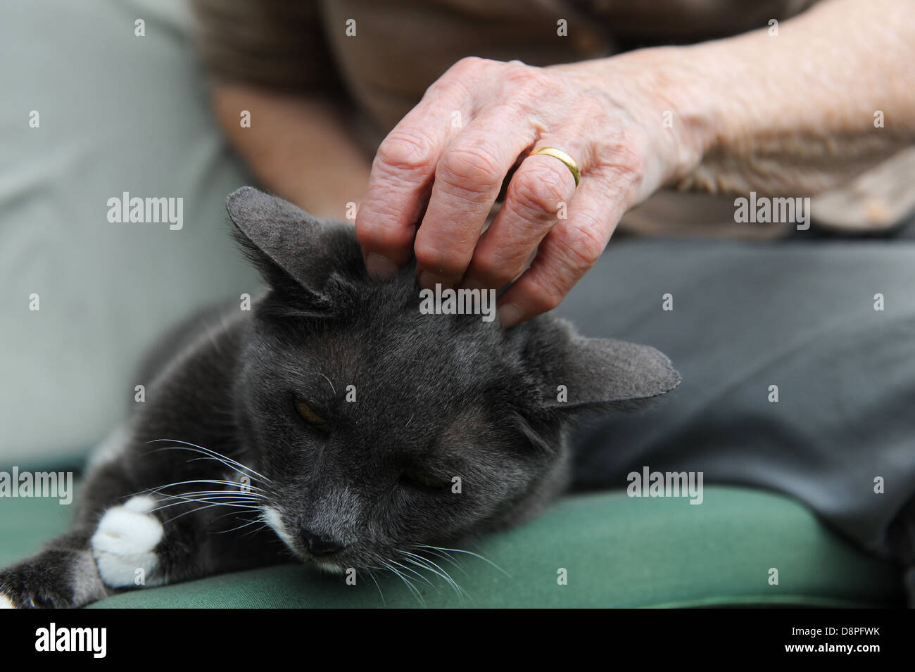 Elderly lady with arthritic hands stroking her pet cat in the garden at