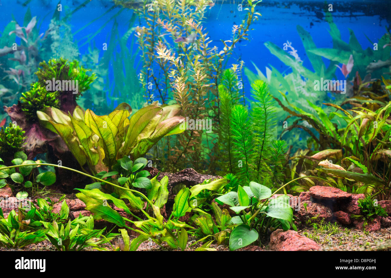 Interior aquarium. A green plant tropical freshwater aquarium Stock Photo