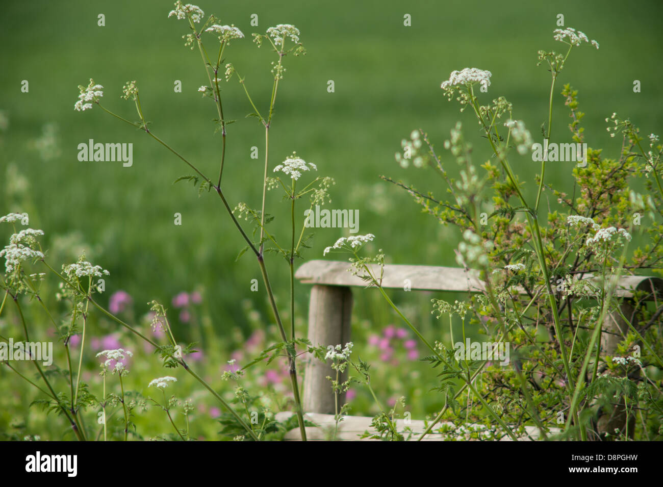 Cow Parsley  and country stile Stock Photo