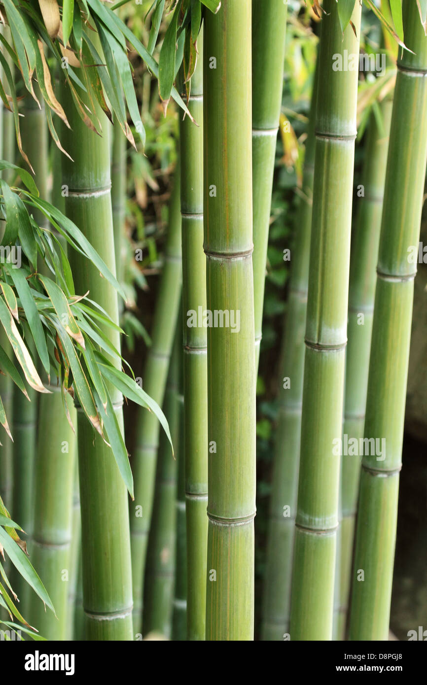 An intricate forest of bamboo canes Stock Photo