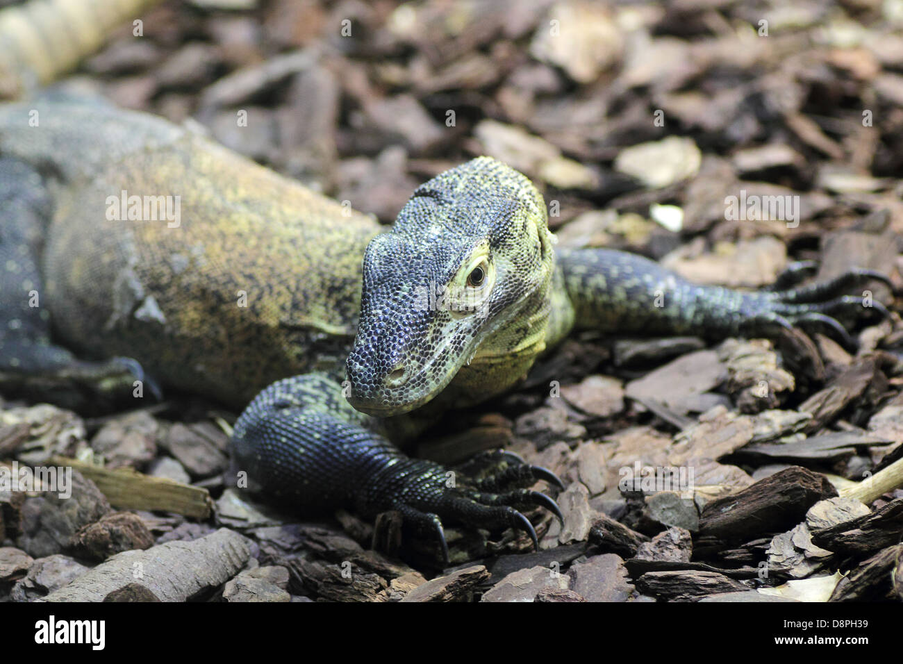 Closeup of a young Komodo Dragon (Varanus Komodoensis Stock Photo Alamy