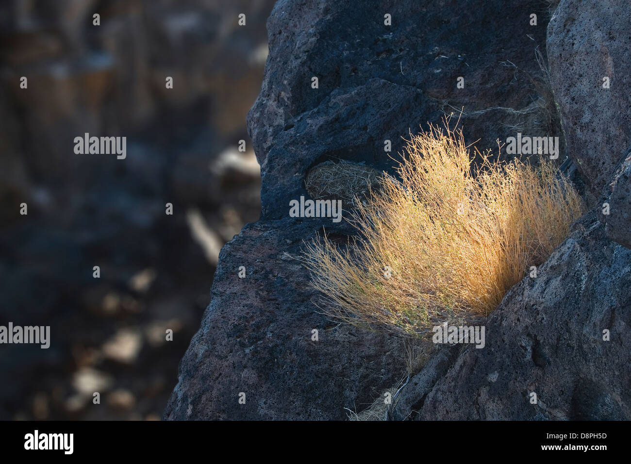 Desert grass clinging to lava, Fossil Falls, CA, USA Stock Photo