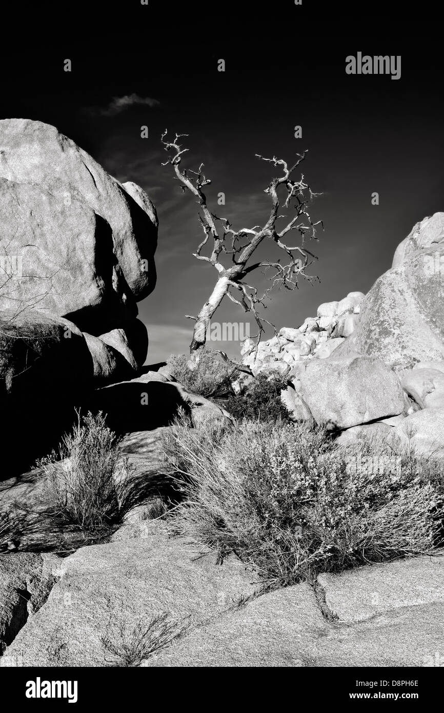 Gnarly snag in the rocks, Joshua Tree National Park, CA, black and