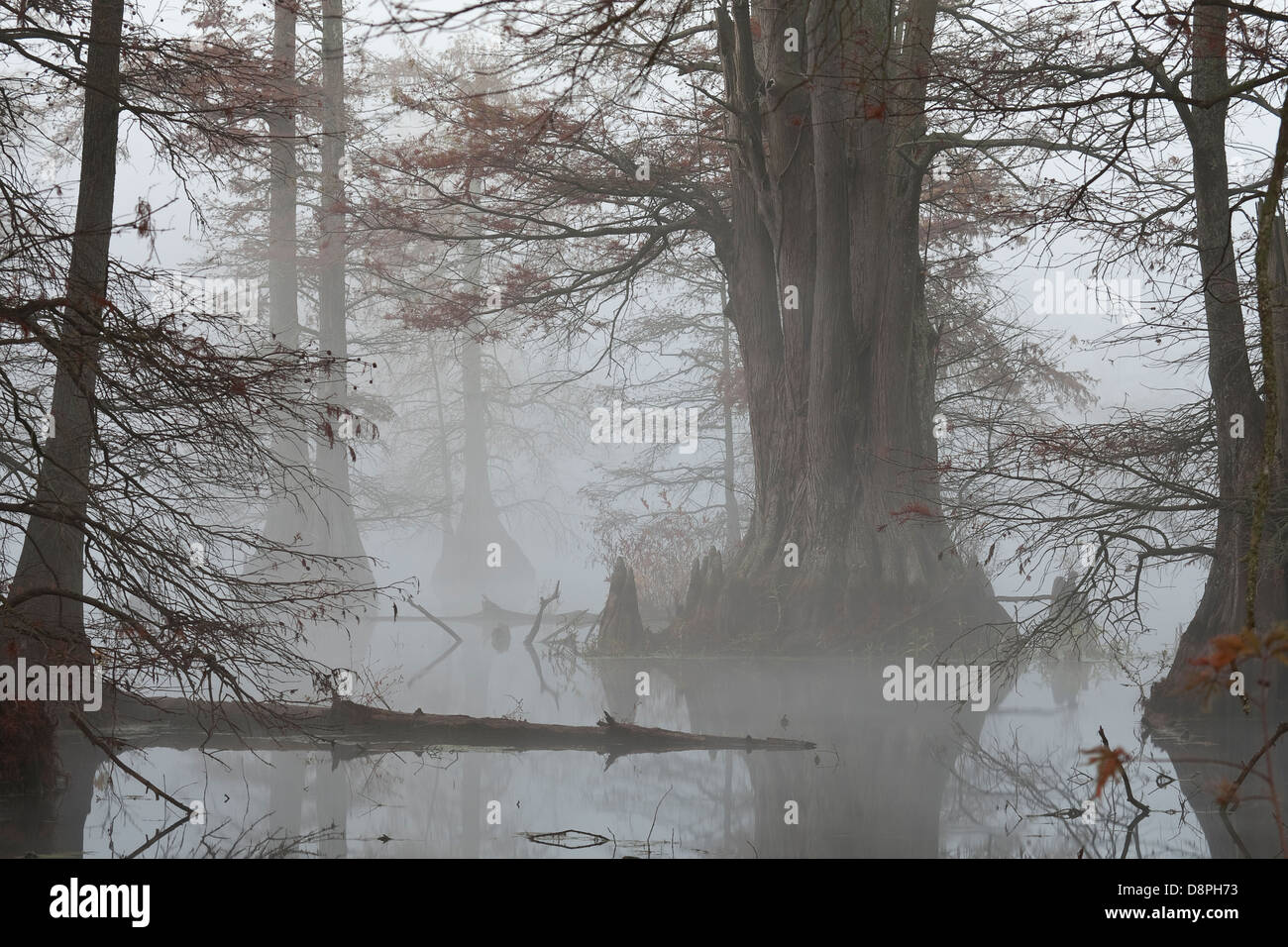Cypress swamp in fog Stock Photo