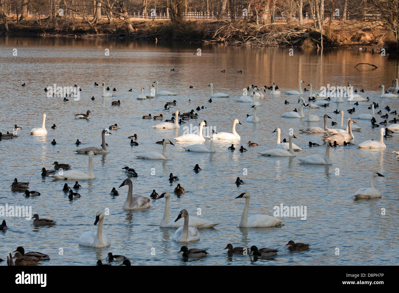 Trumpeter Swans and ducks on a Magness Lake, Heber Springs, AR, USA