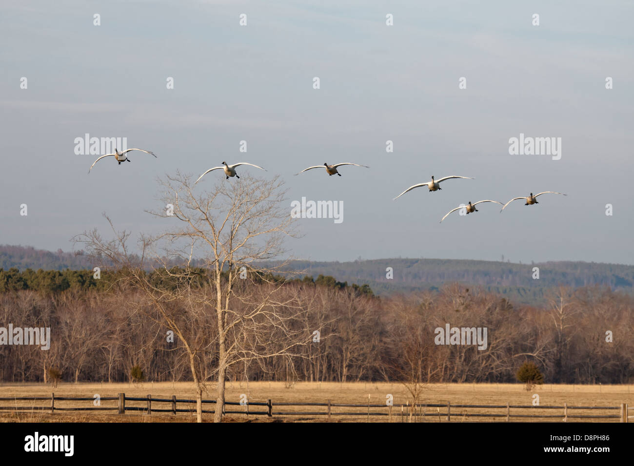 Trumpeter Swans on approach to the Magness Lake, Heber Springs, AR, USA