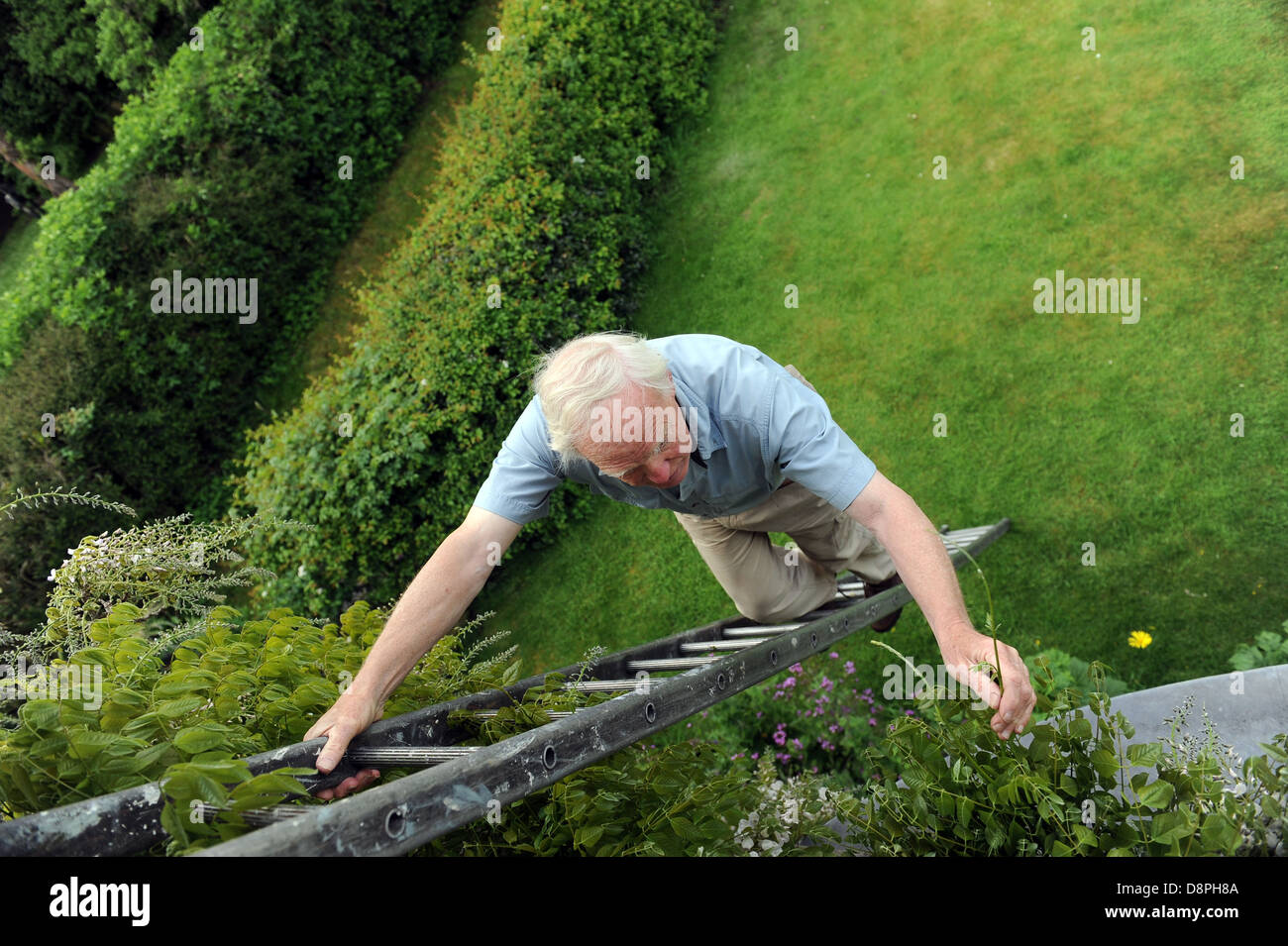 Elderly man fixing the Wisteria and gardening up a ladder in his garden at home. Stock Photo