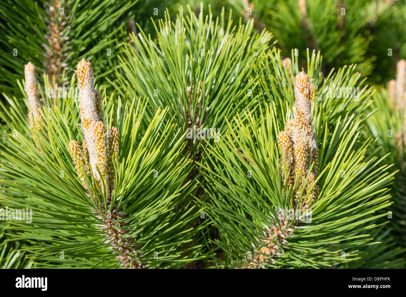 New growth candles on a pine tree Stock Photo Alamy