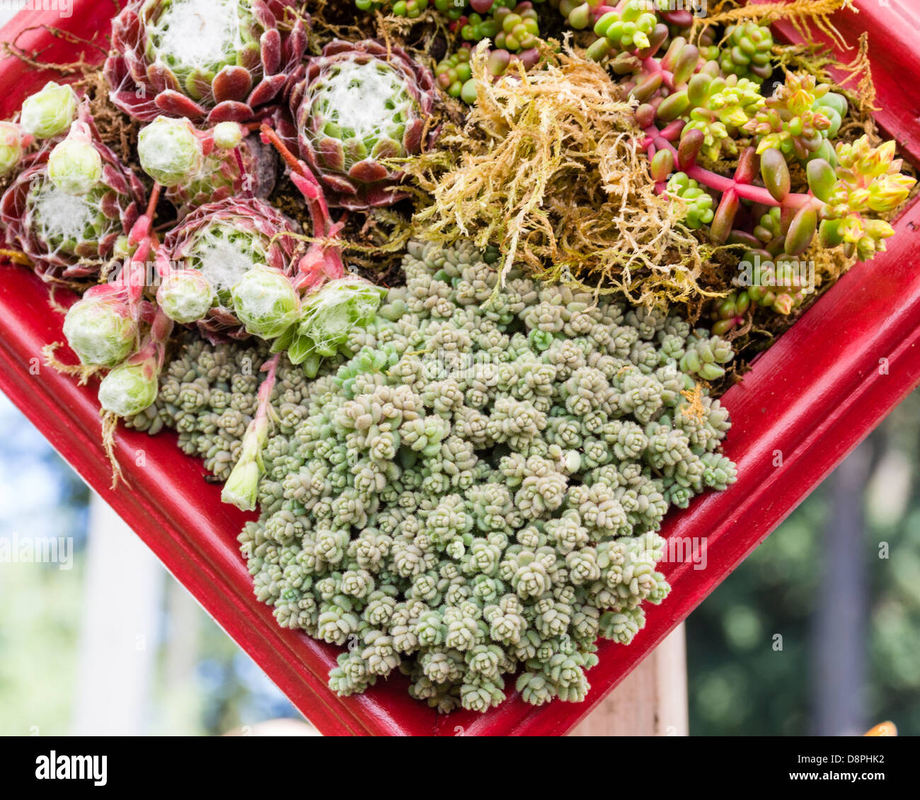 A container planting of Sedum and Sempervivum plants Stock Photo Alamy