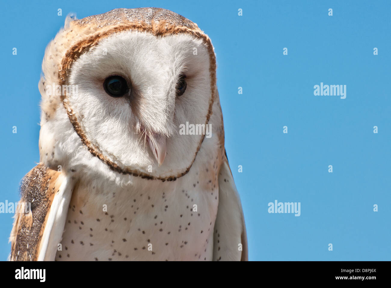 A close up of a Barn Owl Stock Photo