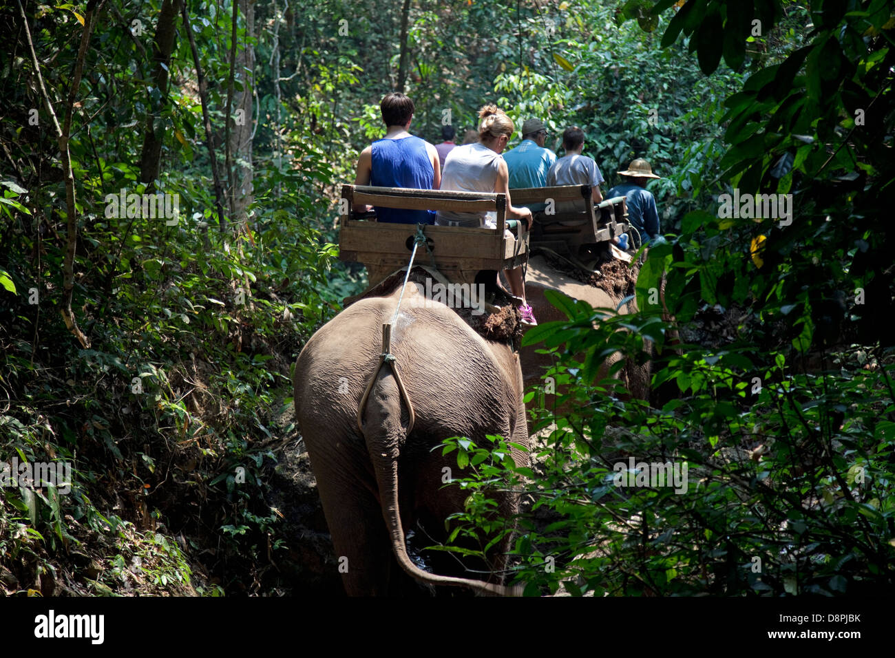 Tourists ride elephants at Chiang Dao Elephant Camp, Chiang Mai ...