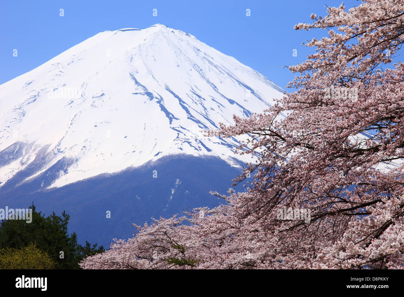 Mount Fuji and cherry blossoms, Yamanashi Prefecture Stock Photo Alamy