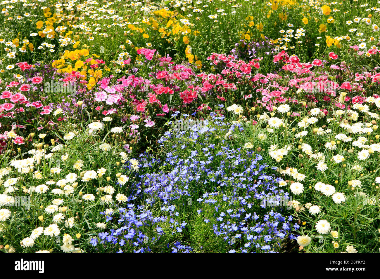 White flower in bed hi-res stock photography and images - Alamy