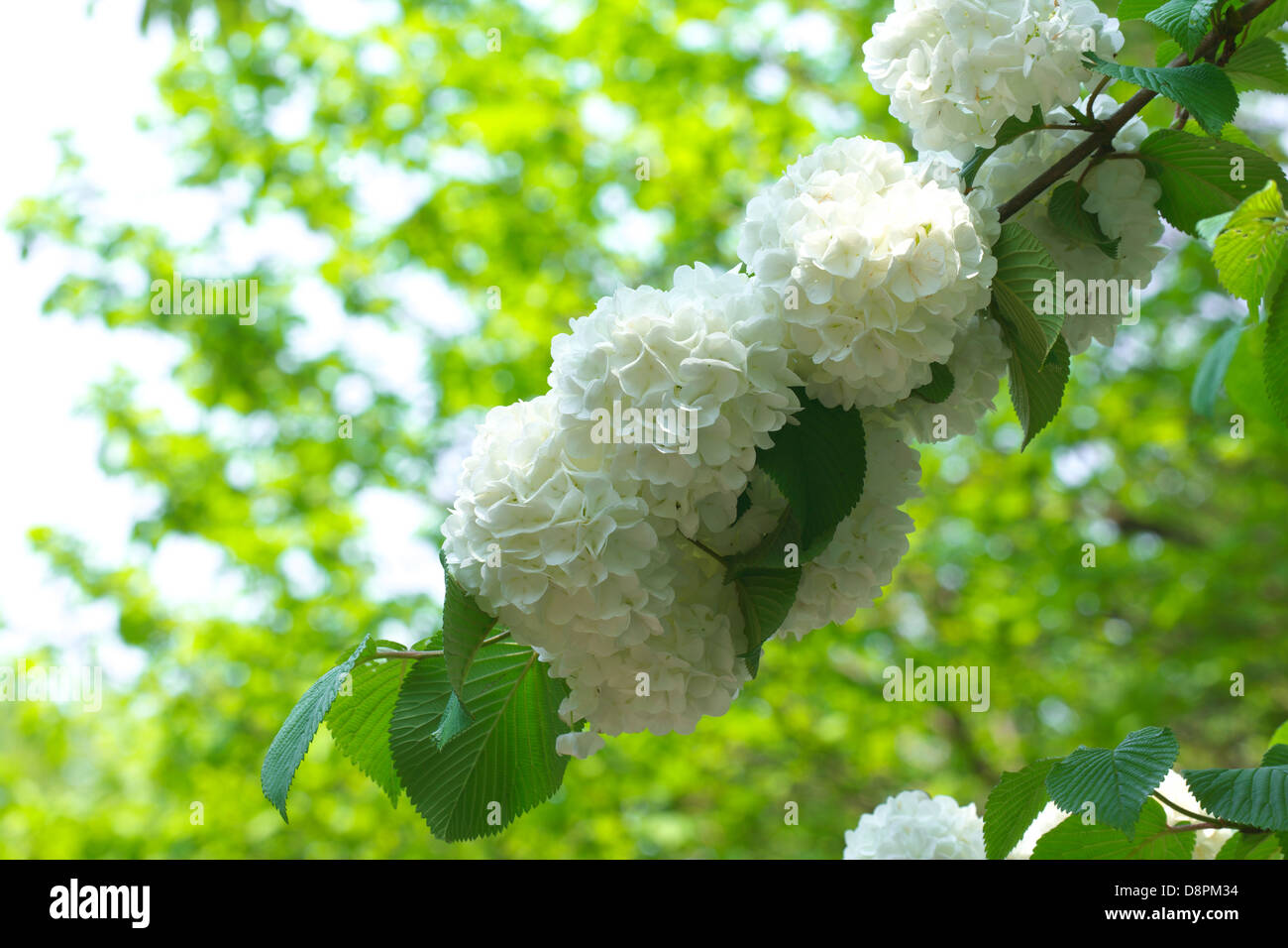 Japanese snowball hires stock photography and images Alamy