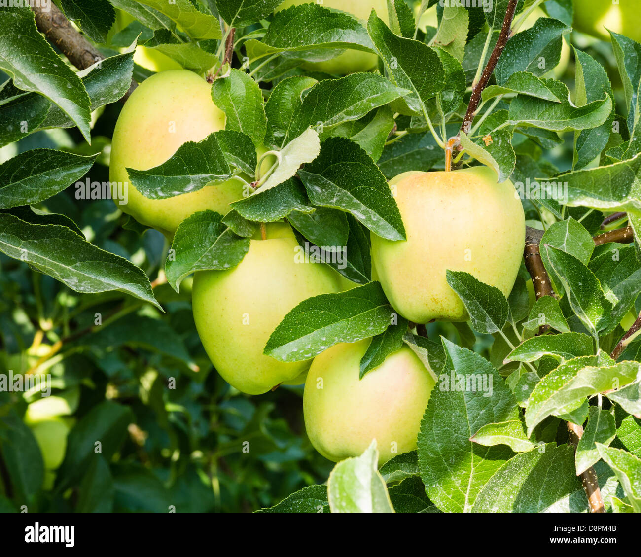 Golden Delicious apples in the apple orchard Stock Photo Alamy