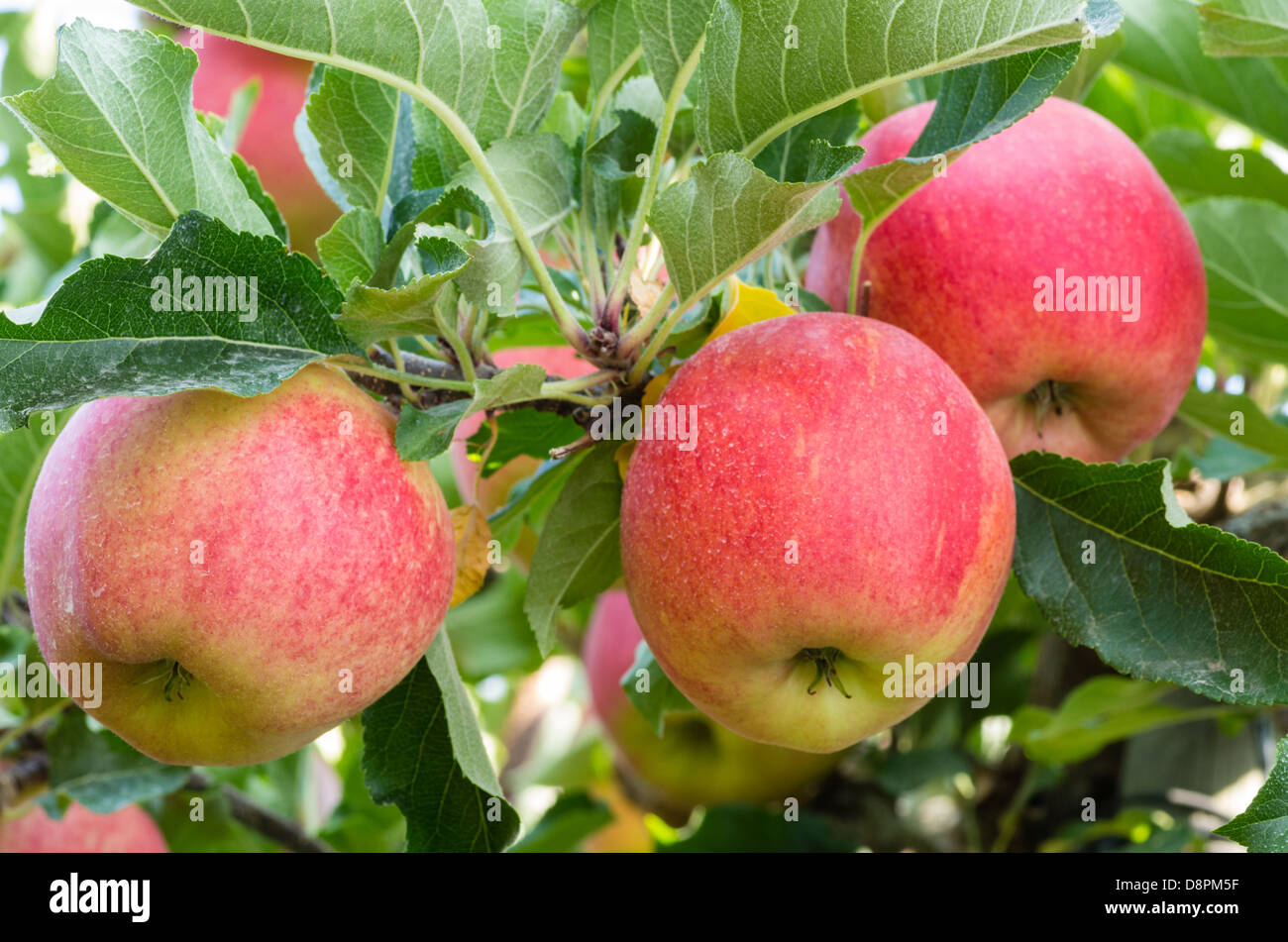 Полукультурка алтайское румяное. Крымская пирамида яблоневый сад. Яблочные плантации нормандии. Т яблонь. Плодовый сад.