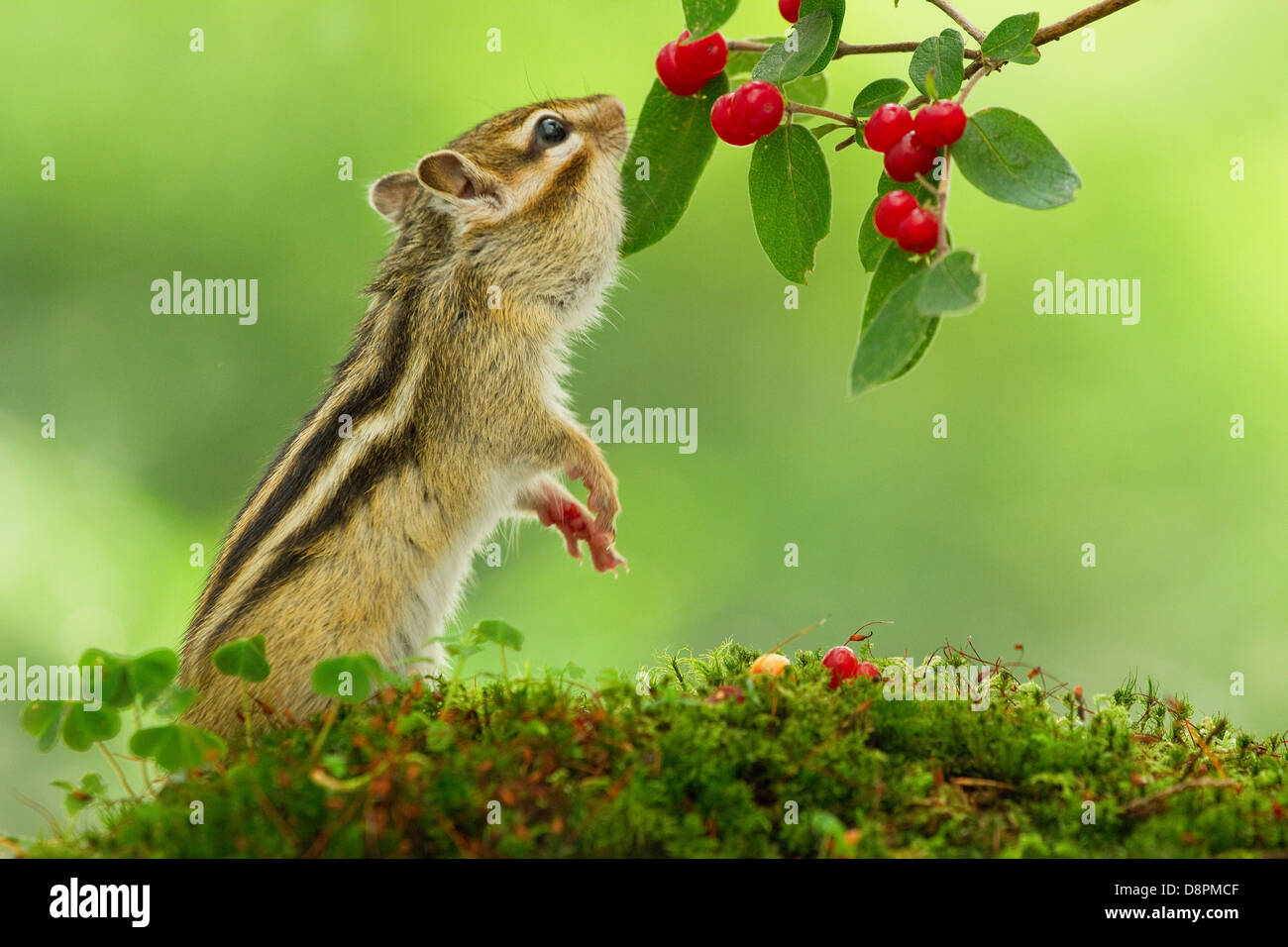 Chipmunk eating red berries Stock Photo Alamy