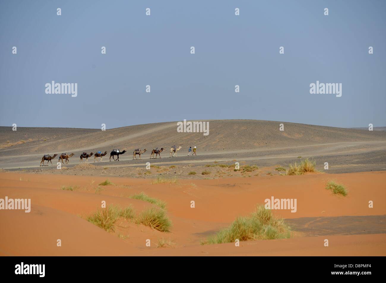 Camel Trek On Sand Dunes. Sahara Desert near Merzouga, Morocco, North Africa, Africa. Photo: Frank May Stock Photo