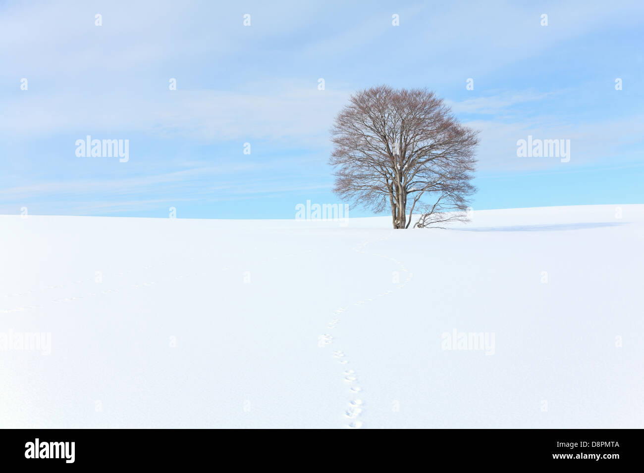 Beech tree standing in a snowy field Stock Photo