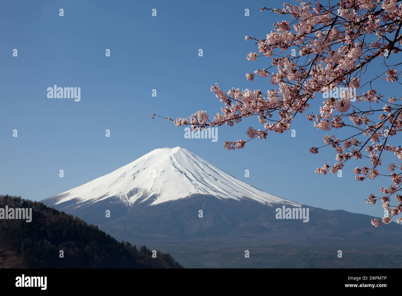 Mount Fuji and cherry blossoms Stock Photo