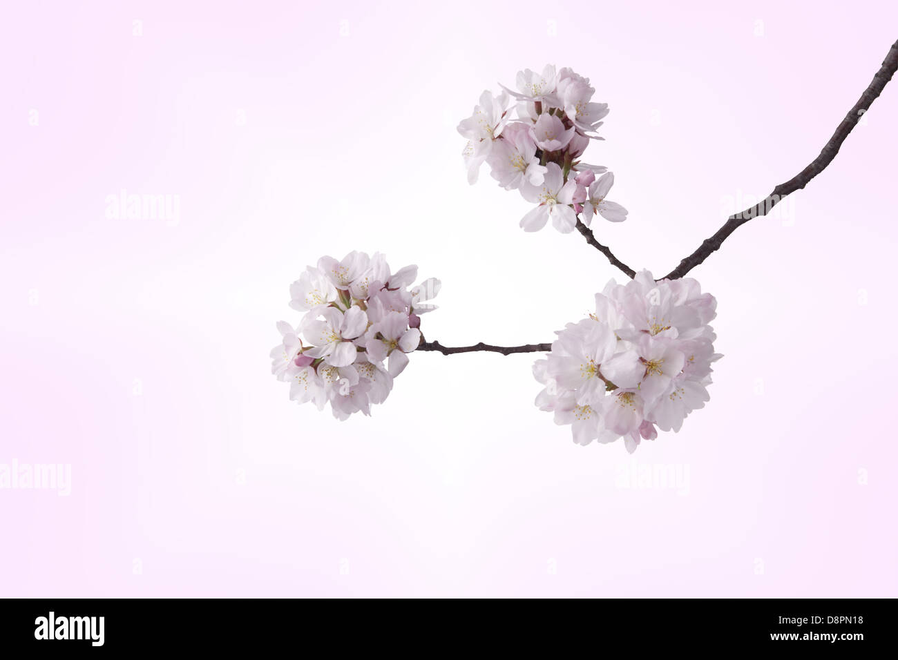 Cherry blossoms Stock Photo