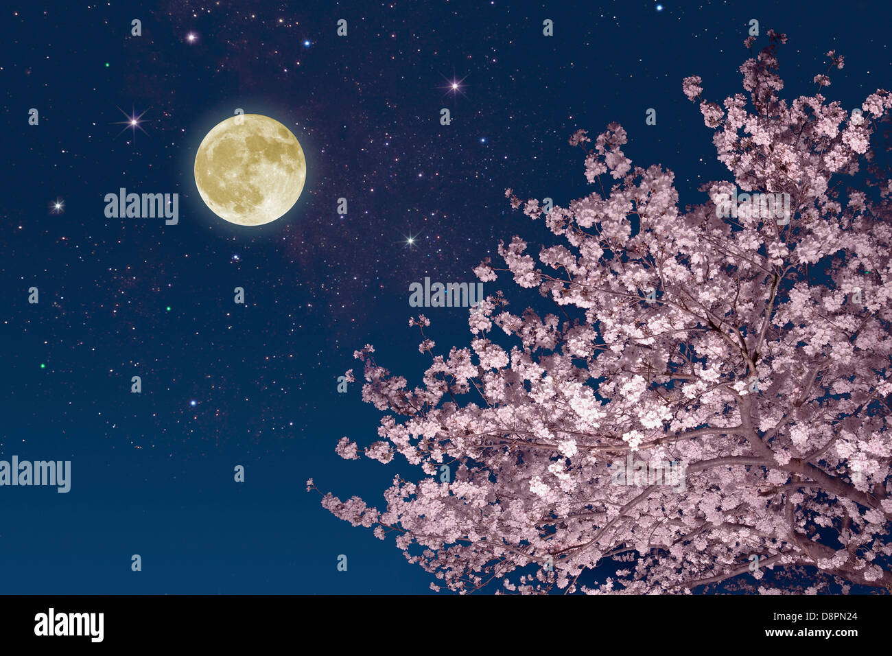 Moon stars and cherry blossoms Stock Photo