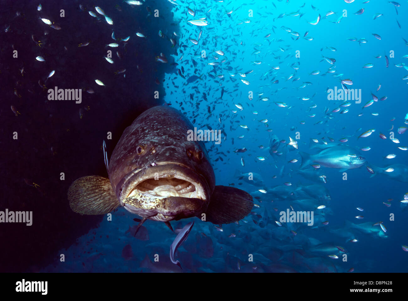 Giant Grouper Epinephelus lanceolatus with Reef Fish at SS Yongala wreck, Great Barrier Reef, Coral Sea, Queensland, Australia Stock Photo