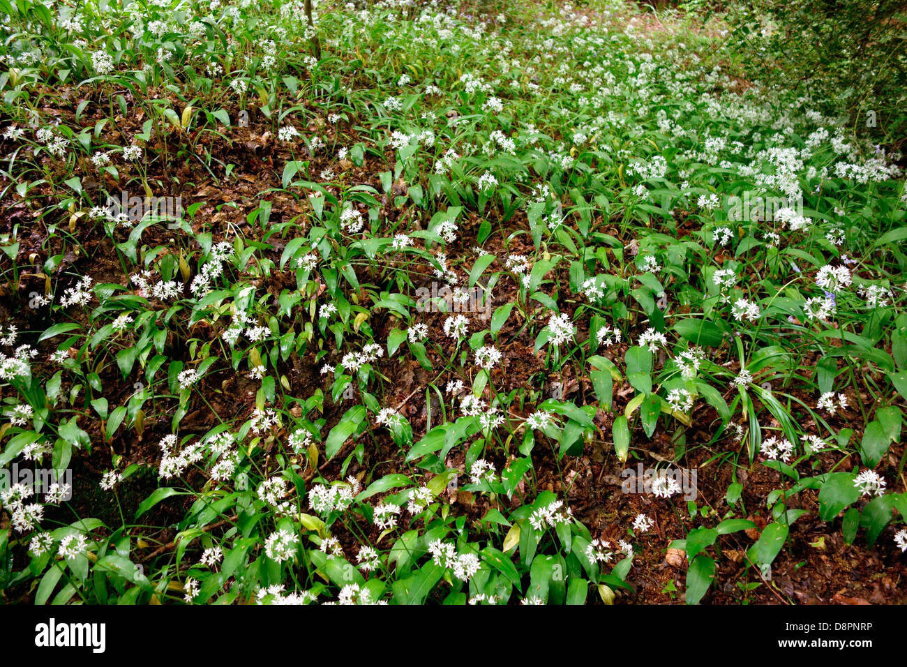 Wild Garlic flowers cover the ground Stock Photo