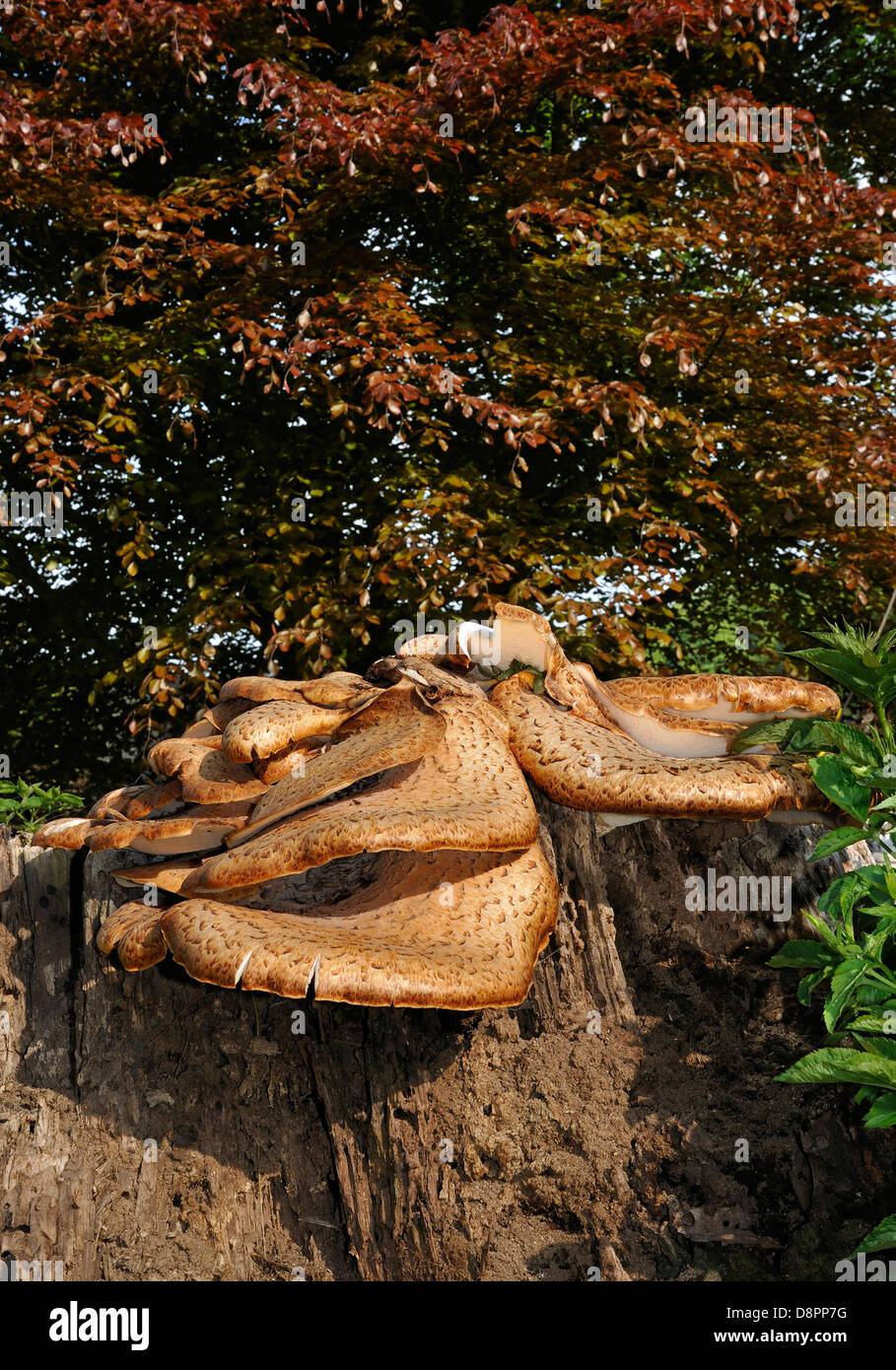Dryad's Saddle Bracket Fungi - Polyporus squamosus With Copper Beech tree background Stock Photo
