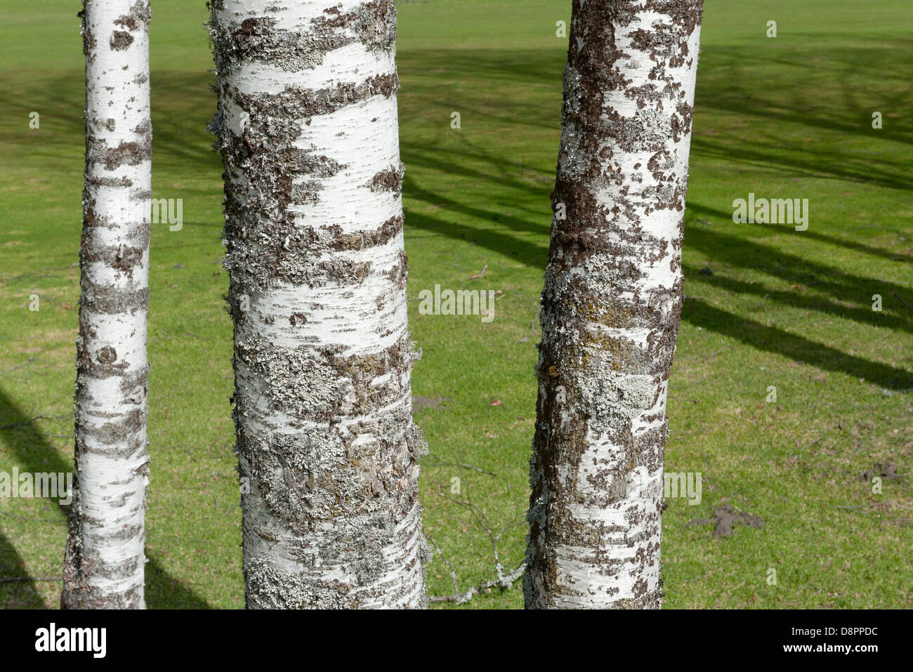 Birch trunks Stock Photo