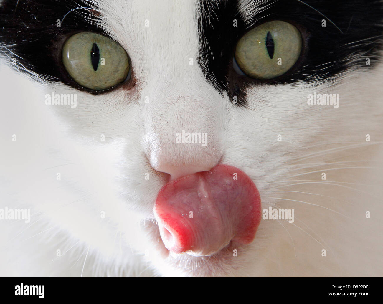 A close up portrait of a black and white cat Stock Photo - Alamy