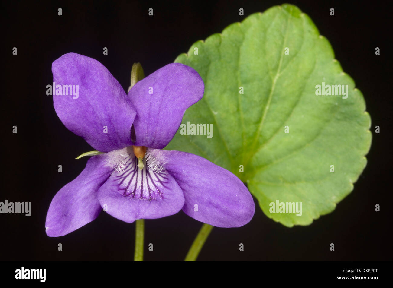 Early dog violet, Viola reichenbachiana, flower and leaf Stock Photo