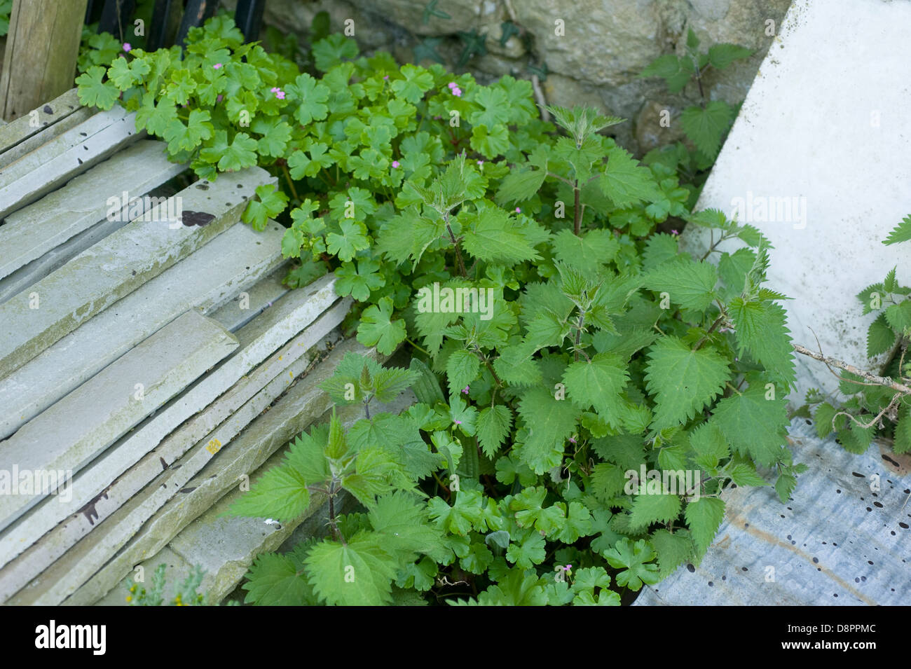 Stinging nettle, Urtica urens, and herb robert, Geranium robertianum, weeds among building rubble Stock Photo