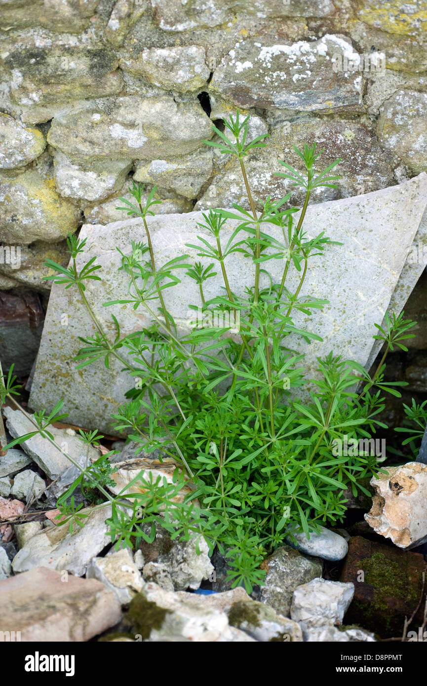 Cleavers, Galium aparine, growing among builders rubble and materials