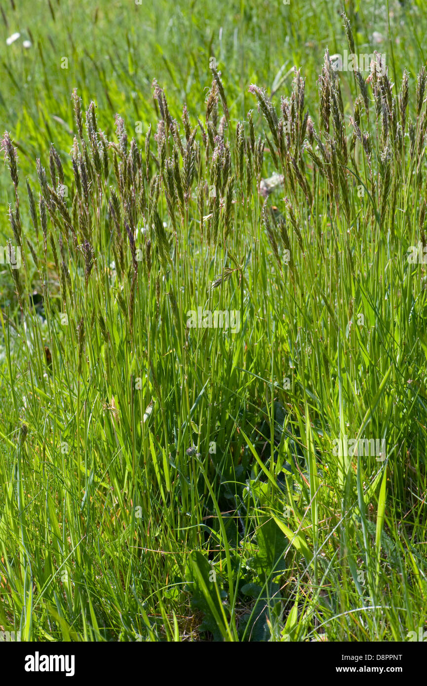 Sweet vernal grass, Anthoxanthum odoratum, flowering in a mixed grass